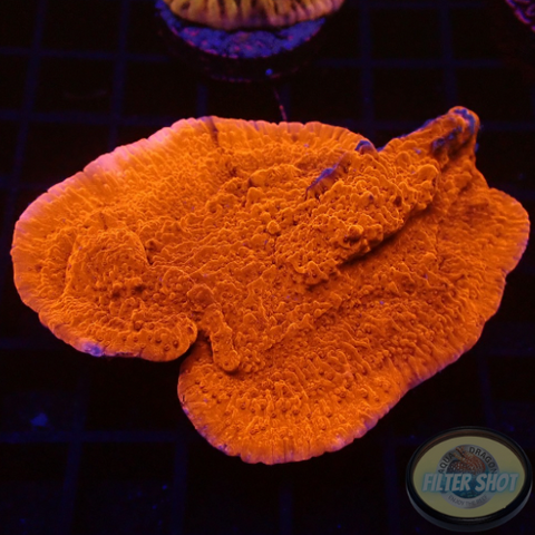 Montipota spp. „Bloody Leaf“ WYSIWYG