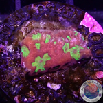 Favia spp. „Intense“ WYSIWYG „AD Special“