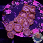 Krustenanemonen “Snitches” WYSIWYG