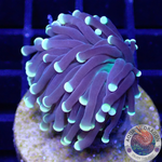 Euphyllia glabrescens „Snake“ WYSIWYG „AD Special“