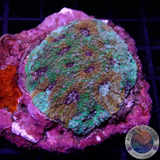 Acanthastrea echibata „Turtle Ninja“ WYSIWYG „AD Special“