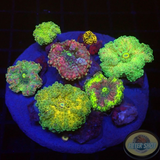 Ricordea yuma „Fungus“ WYSIWYG „AD Special“