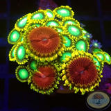 Krustenanemonen „Radioactive Chili“ WYSIWYG