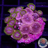 Krustenanemonen „Hot Cush 🔥 Corona“ WYSIWYG „AD Special“