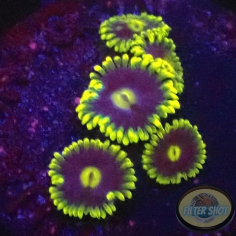 Krustenanemonen „Corona“ WYSIWYG