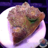 Echinophyllia spp. „Gold Rush“ WYSIWYG „AD Special“