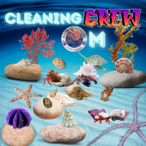 Cleaning Crew Box M