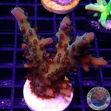 Acropora spp. „Grinch“
