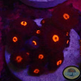 Krustenanemonen „Egg Yolks“ WYSIWYG