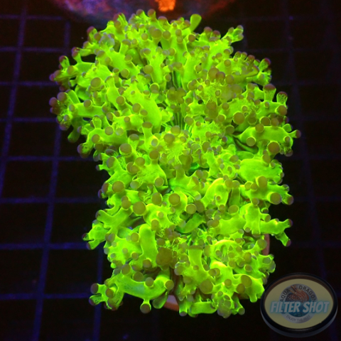 Euphyllia divisa „Moma“ WYSIWYG „AD Special“