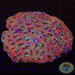 Micromussa spp. “Candy Crush” WYSIWYG
