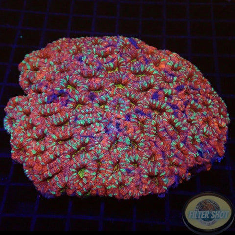 Micromussa spp. “Candy Crush” WYSIWYG
