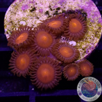 Krustenanemonen “Hawaiian Sunset” WYSIWYG