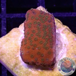 Montipora spp. “Tropic Thunder”