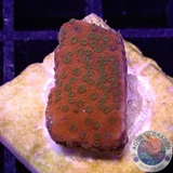 Montipora spp. “Tropic Thunder”