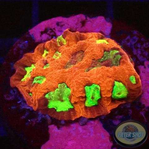 Favia spp. „Intense“ WYSIWYG „AD Special“