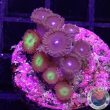 Krustenanemonen „Mixi Daisy“ WYSIWYG
