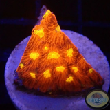 Favia spp. „Wild Toro“ AD Special