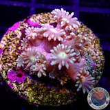 Goniopora spp. „Peach Flower“ WYSIWYG