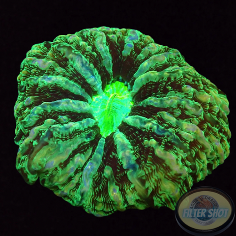 Cynarina macassarensis „Toxic Cat“ WYSIWYG