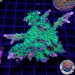 Acropora spp. „Toxic Horn“ WYSIWYG „AD Special“