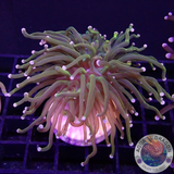 Euphyllia glabrescens „Tribal Adventure” WYSIWYG