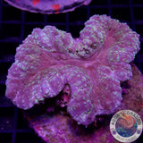 Lobophyllia spp. „Rainbow“ 🌈 WYSIWYG „AD Special“