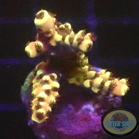 Acropora natalensis 🐉 „Dragon Breath“ AD Special