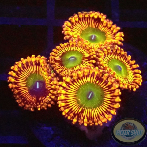 Krustenanemonen „Bowser“ WYSIWYG