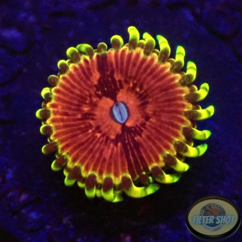 Krustenanemonen „Chili“
