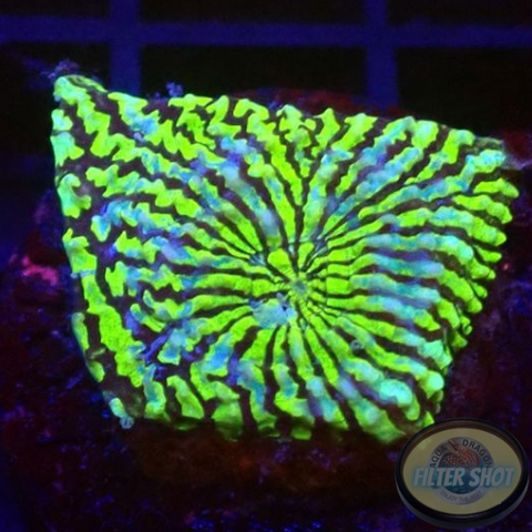 Echinophyllia spp. „Hypnotic Zombie“ WYSIWYG „AD Special“