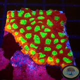 Favia spp. „Spicy Lemon“ AD Special