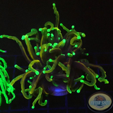 Euphyllia glabrescens 🐉 „Dragon Soul“ WYSIWYG