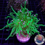 Euphyllia glabrescens „She Hulk“