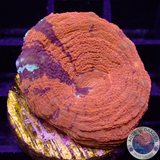 Homophyllia australis „Warpaint“ WYSIWYG