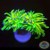Euphyllia glabrescens „Holy Grail“