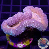 Lobophyllia spp. „Magma“ WYSIWYG