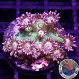 Goniopora spp. „Glitter Face“