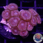 Krustenanemonen „Ruby“ WYSIWYG