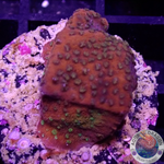 Montipora spp. „Marmalade“ WYSIWYG