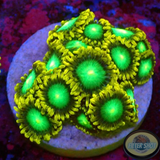 Krustenanemonen „Radioactive“