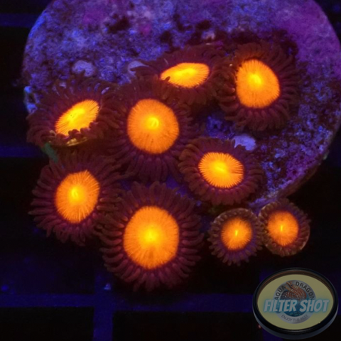 Krustenanemonen “Hawaiian Sunset” WYSIWYG