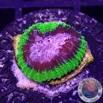 Favia spp. “Pinko De Gallo” WYSIWYG
