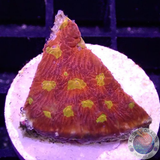 Favia spp. „Wild Toro“ AD Special