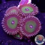 Krustenanemonen „Candy Apple Red“