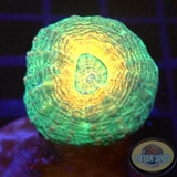 Lobophyllia spp. „Pumpkin Garden“ WYSIWYG