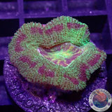 Micromussa spp. „Abe‘s Oddysee“