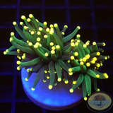 Euphyllia glabrescens „Yellow Touch“