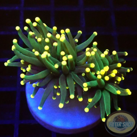 Euphyllia glabrescens „Yellow Touch“
