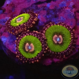 Krustenanemonen „Pink Krakatoa“ WYSIWYG